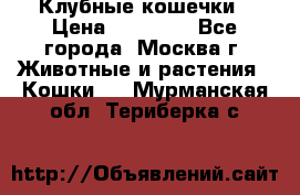 Клубные кошечки › Цена ­ 10 000 - Все города, Москва г. Животные и растения » Кошки   . Мурманская обл.,Териберка с.